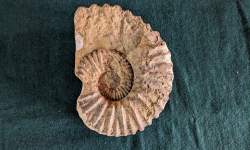 Ammonite Fossil