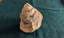 Fossil Turbo